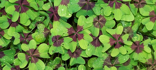 De groene blues Groen