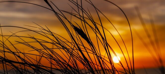 Dromen Zon